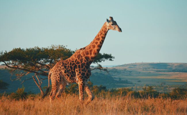 Eine Giraffe in der südafrikanischen Steppe