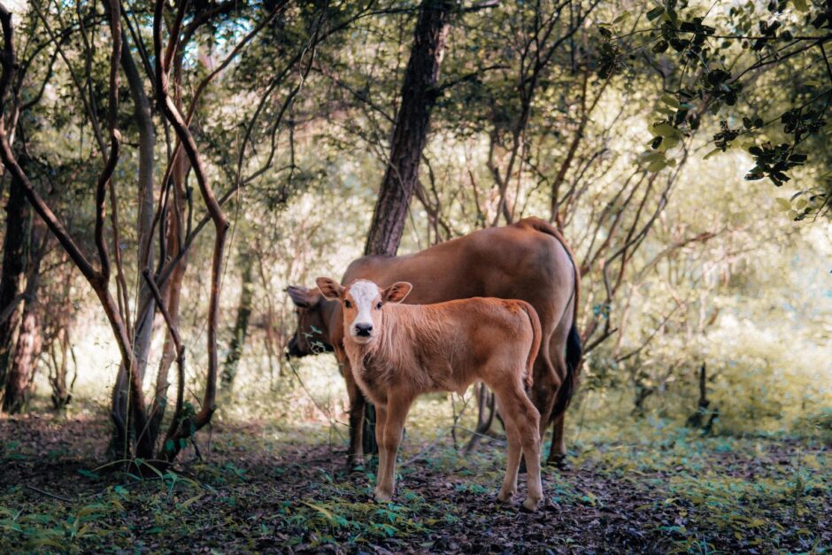 Kühe sind in Indien heilig