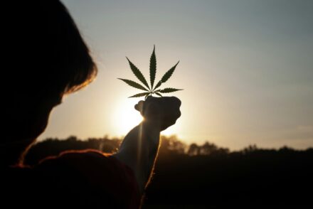Cannabis Blatt in die Sonne gehlaten